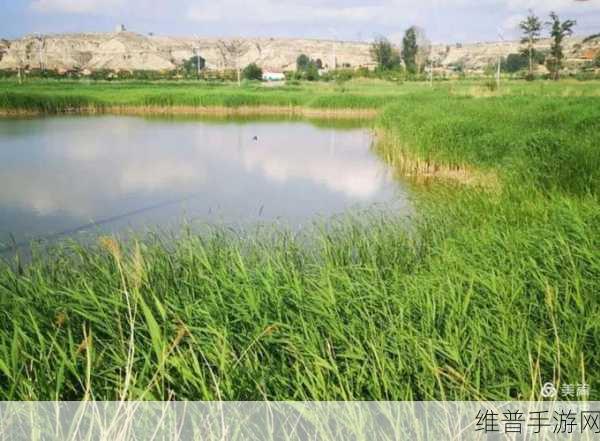青青草是针对：当然可以，以下是针对“青青草”主题拓展出的新