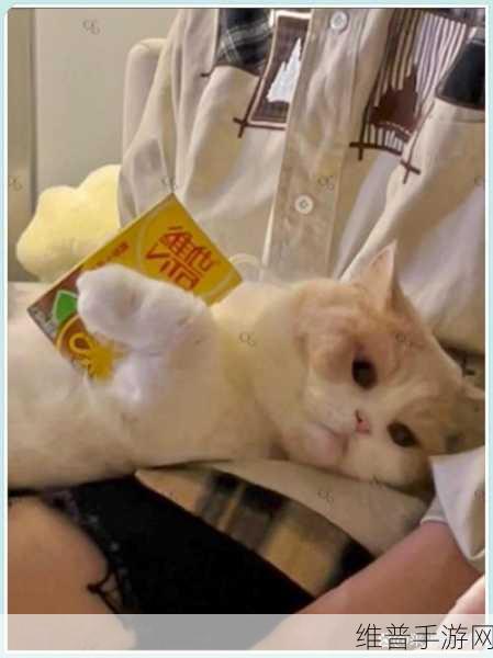 糖心短视频VLOG柠檬猫：1. 柠檬猫的日常：喵星人的趣味生活分享