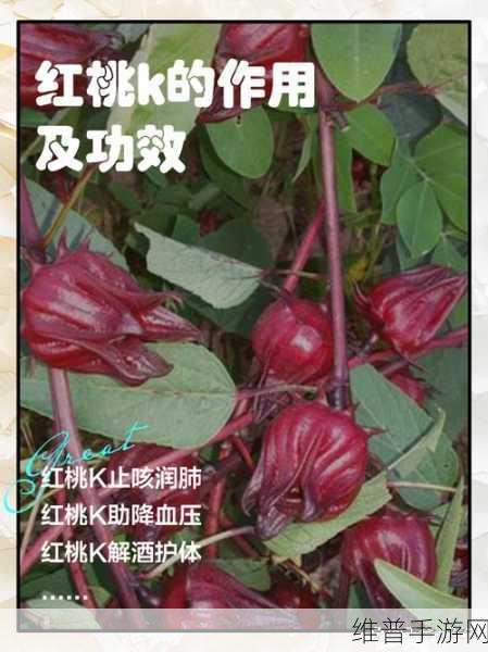 九一果冻制品厂最新电视剧红桃：1. 《红桃的秘密：果冻背后的故事