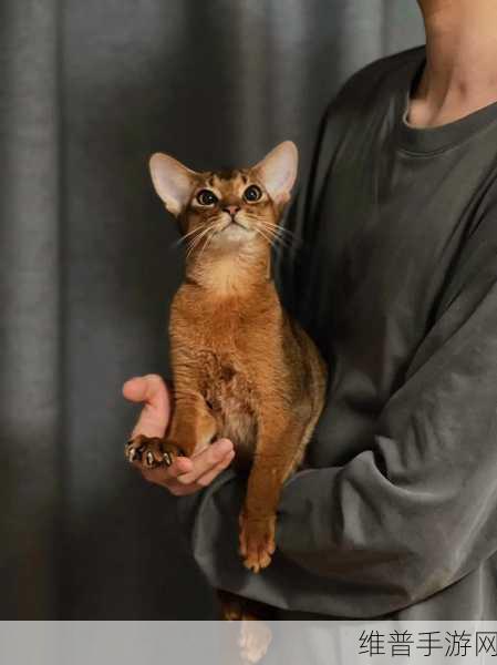 糖心短视频VLOG柚子猫视频：1. 《柚子猫的奇妙日常：萌宠VLOG全记录