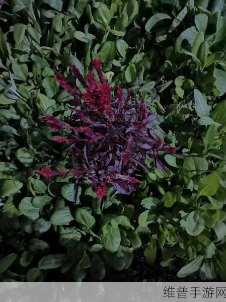 首辅每天要不够po一枝独秀：1. 每日一枝独秀：首辅的卓越风采展现