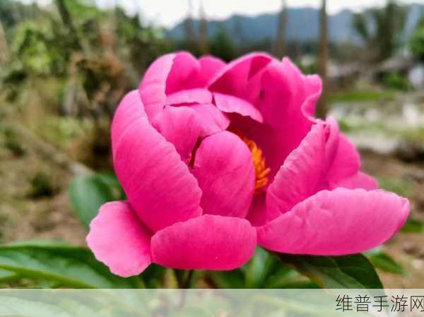 首辅每天要不够po一枝独秀:1. 每日一枝独秀:首辅的卓越风采展现