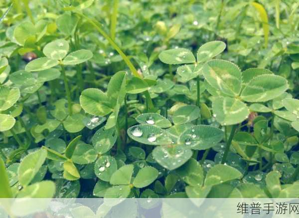 三叶草gy4656：1. 三叶草GY4656：探索神秘植物的奇妙世界