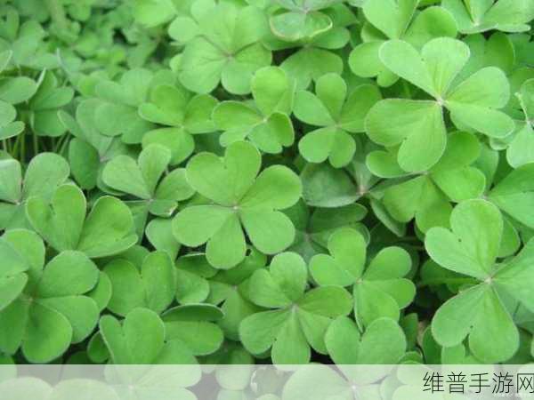 三叶草gy4656:1. 三叶草GY4656:探索神秘植物的奇妙世界