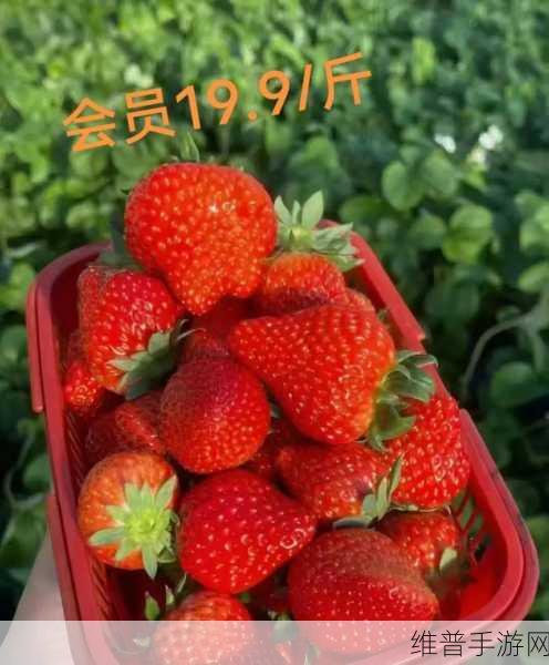 草莓my.1688:1. 新鲜草莓直供,尽享美味健康生活