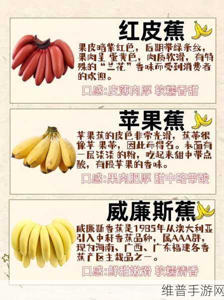 香蕉十八度和二十三度的区别:1. 香蕉在不同温度下的成熟与风味变化