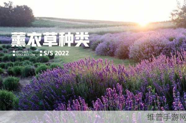 薰衣草实验室研究所：1. 薰衣草实验室：探索芳香疗法的科学奥秘
