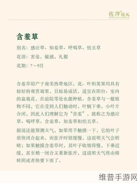 含羞草品种盘点含羞草四大品种:1. 含羞草品种全解析:四大热门类型详解