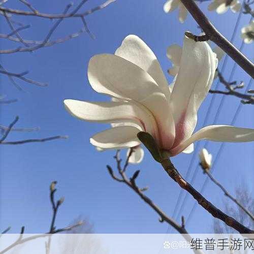 青青草在线：1. 享受春日阳光，探寻青青草的宁静之美