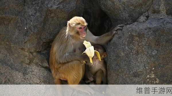 ZOOM动物啦啦啦啦啦：1. ZOOM动物乐园：探索奇妙的野生世界