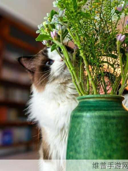 新版猫咪地域网名:1. 猫咪的秘密花园:探索城市中的喵星人角落