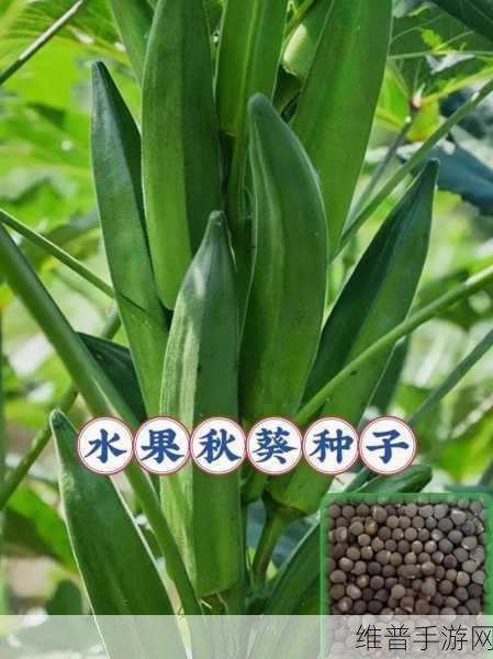 丝瓜秋葵草莓香蕉榴莲绿：1. 丝瓜与秋葵的创意搭配，滋味无穷