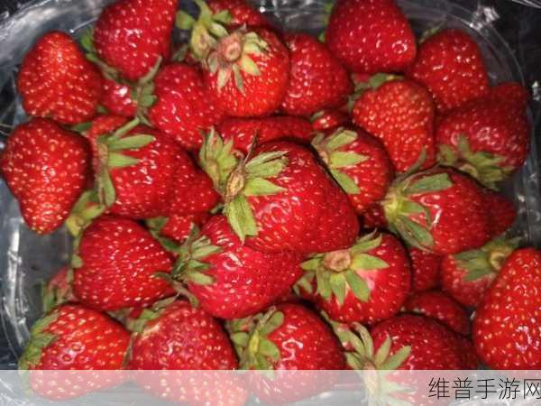 大草莓与小草莓：1. 大草莓与小草莓：不同成长环境的对比故事