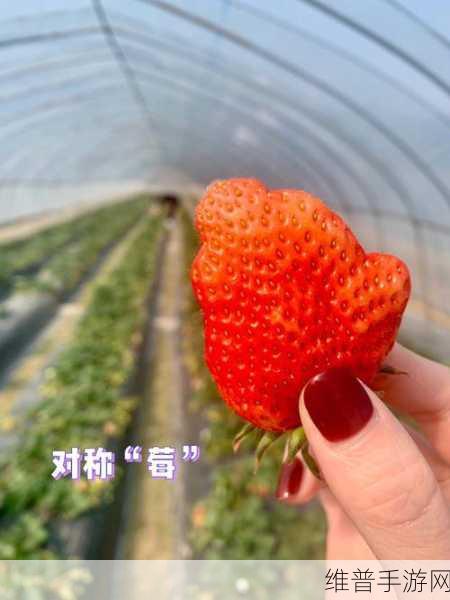 大草莓与小草莓:1. 大草莓与小草莓:不同成长环境的对比故事
