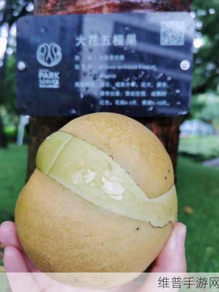 手指在花心里搅拌：1. 手指轻舞花心间，灵感如泉涌现