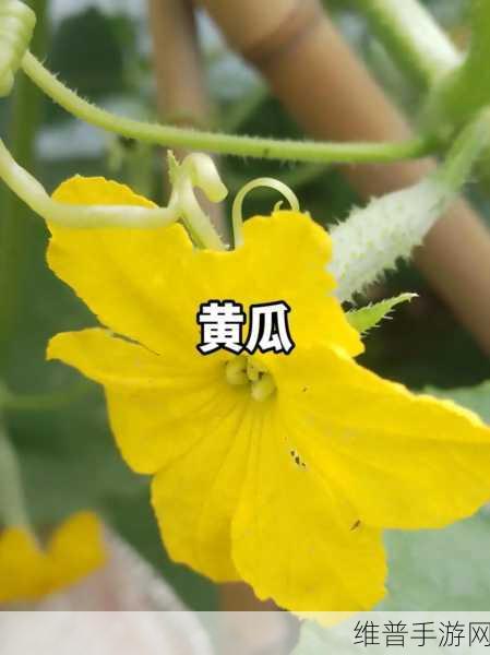 探寻丝瓜草莓秋葵污WWW旧版安卓:1. 深入探索丝瓜草莓与秋葵的奇妙结合
