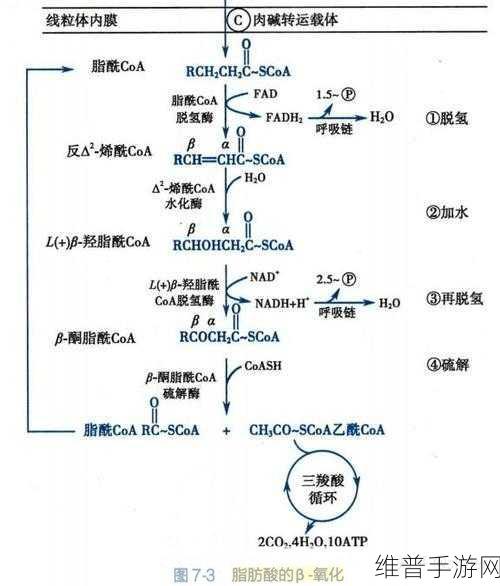 一亲二膜三叉四强五注射：1. ＂一亲二膜三叉四强五注射：探索生物医学新领域