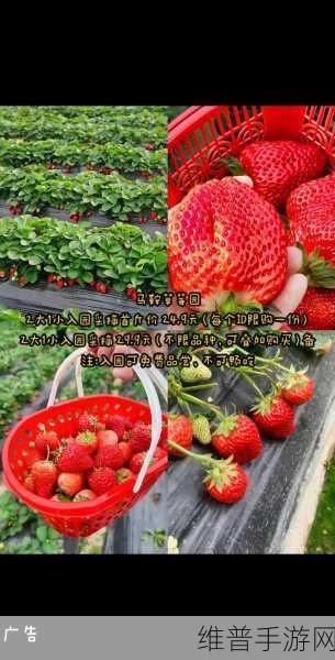 精产国品一二三产区草莓:1. 精产国品:探索一二三产区草莓的独特魅力
