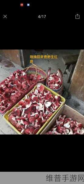 精产国蘑菇品一二三产品区:1. 精产国蘑菇:探索多样化美味的新世界