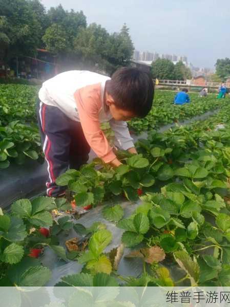 草莓视频app免费无限看：1. 免费畅享草莓视频，海量资源随心所欲