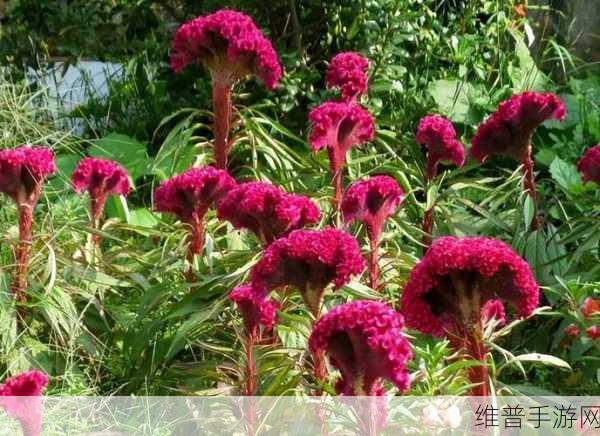 野花社区在线视频无码：1. 《野花社区：探索真实人与人之间的情感交流