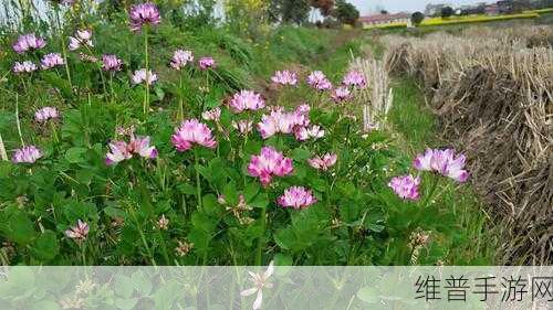 野花社区在线视频无码：1. 《野花社区：探索真实人与人之间的情感交流