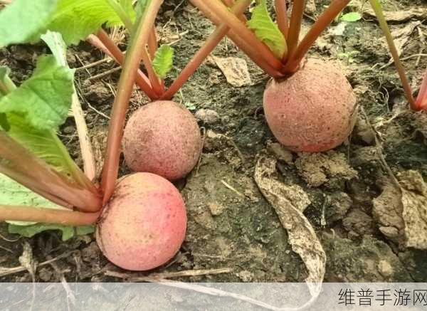 床上拔萝卜动漫：当然可以，以下是一些以“床上拔萝卜”为灵感的动漫