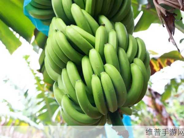 香蕉福利视频：1. 香蕉与乐趣：探寻水果的奇妙世界