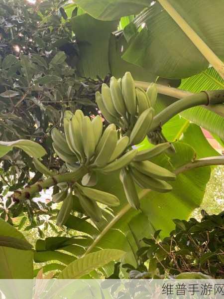 苏州香蕉视频：1. 苏州香蕉视频：探索独特的城市魅力与文化
