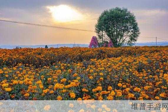 蜜芽忘忧草：1. 蜜芽忘忧草：自然疗愈的心灵秘境