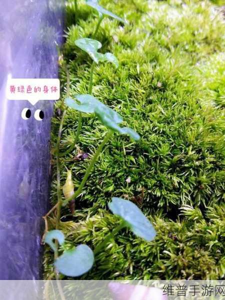 最强蜗牛艺术类绿色贵重物品全解析