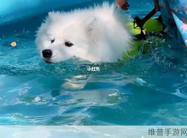 小女孩把第一次给狗的有吗:1. 小女孩与狗狗的第一次心灵交流