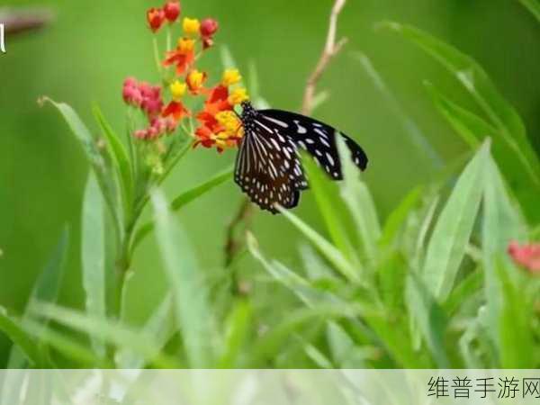蝴蝶传媒体:1. 蝴蝶传播:从自然现象到社会媒体的新启示