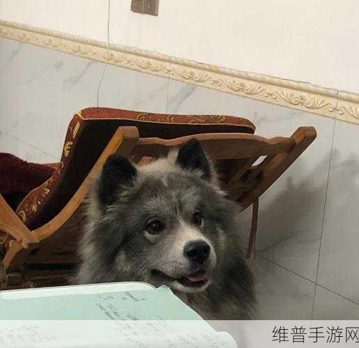 我和我的狗老公山本：1. 我和我的狗老公山本的温馨日常