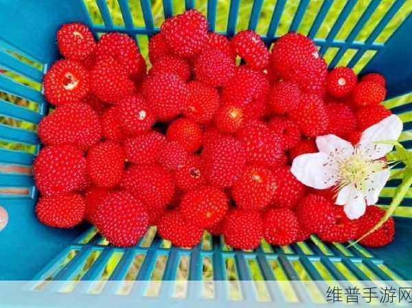 旧草莓无线观看:1. 旧草莓无线观看:重温青春的甜蜜回忆