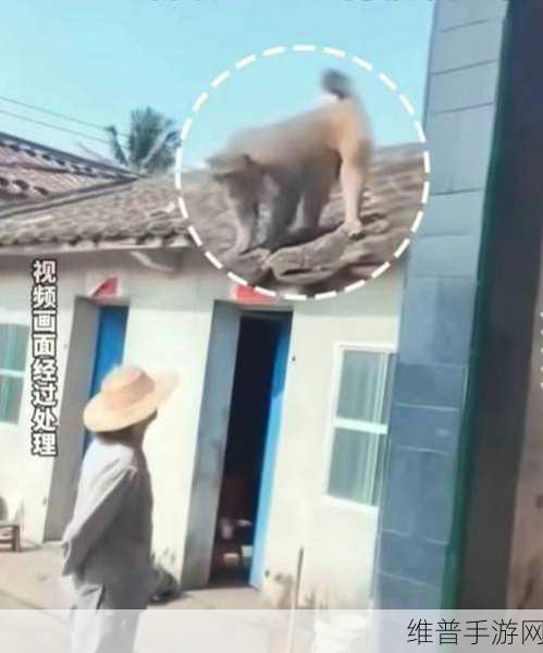 两人生猴子的全过程不盖被子：1. 两人共同养猴子的奇妙旅程
