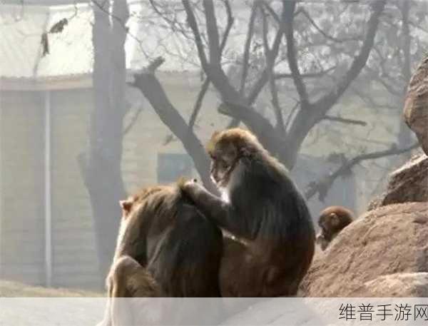 两人生猴子的全过程不盖被子:1. 两人共同养猴子的奇妙旅程