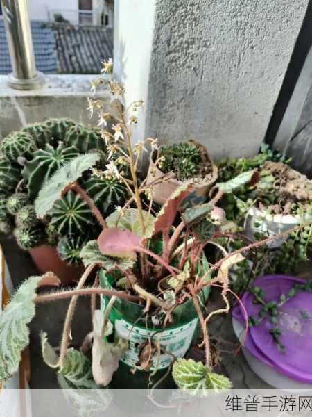 能不能干湿你：1. 探索干湿环境对植物生长的影响