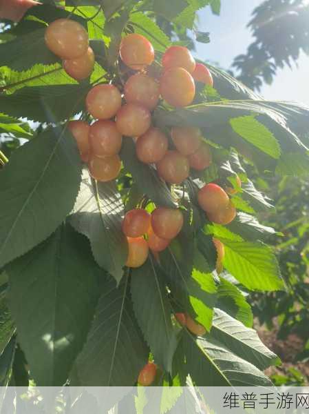 黄蜜大樱桃的枝条是光滑的吗：1. 光滑枝条的黄蜜大樱桃：自然之美与果实丰收