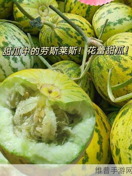 911今日必吃大瓜：1. 今日必吃大瓜：揭秘911背后的精彩故事