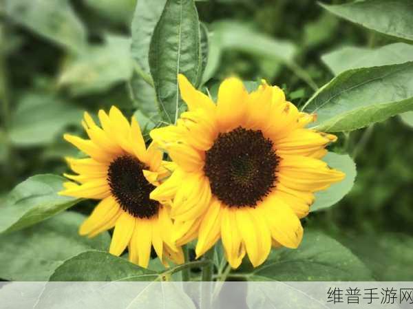向日葵视频草莓视频污：1. 向日葵视频：阳光下的欢笑与成长