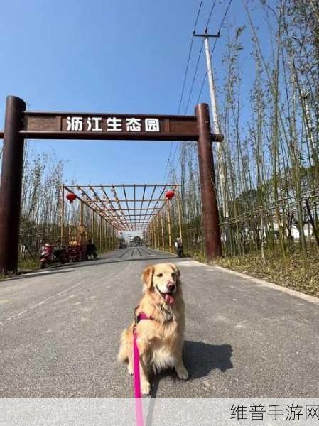 牧场ZOOMSERVO兽狗购买：1. 优质牧场ZOOMSERVO兽狗，您的养殖好帮手