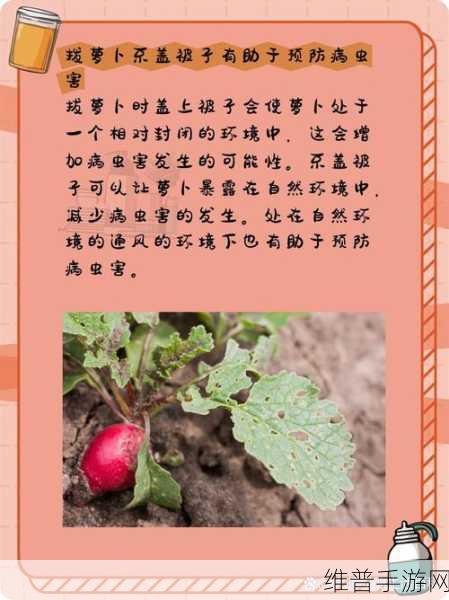 拨萝卜打牌不盖被子可以吗：1. 拨萝卜打牌趣事：不盖被子的奇妙体验