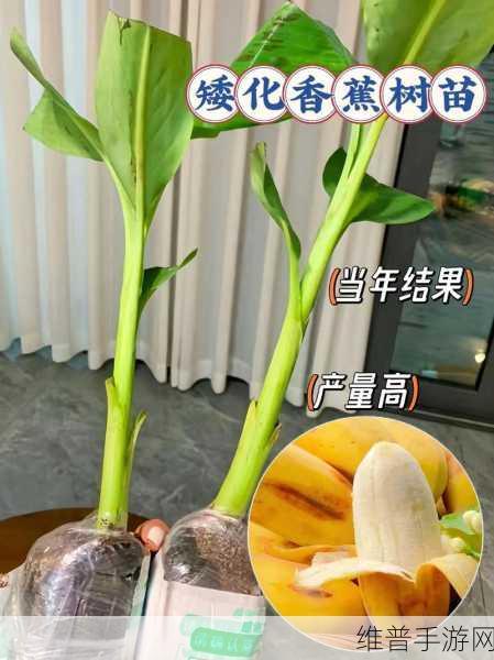 香蕉    APP人口：1. ＂探索香蕉APP：开启您健康生活的新方式