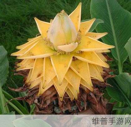 金莲国产网站：好的，这里有一些关于金莲国产网站的标题建议：