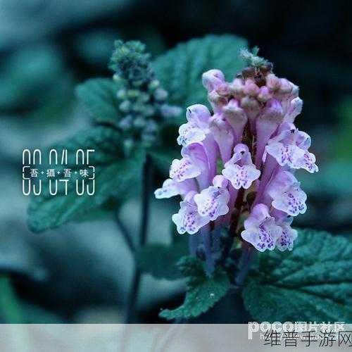 www.吾色黑料网：1. 探索吾色黑料网的独特魅力与资源