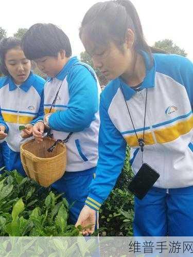 一梦江湖采茶记奇遇全攻略，解锁丰富奖励与茶文化体验
