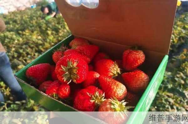 草莓视频色：1. 色彩斑斓的草莓视频，带你领略视觉盛宴