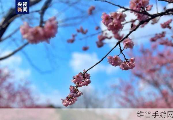 漾出flower樱花有翻译:1. 漾出花瓣的梦幻童话:樱花绽放之美