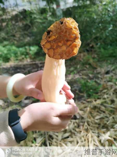 旧版蘑菇视频懂你最多：1. 蘑菇视频：带你探索全新视听世界